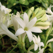 Tuberose