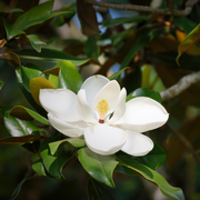 Manolya
