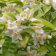 Neroli
