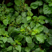Paçuli