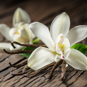 Vanilla Orchid