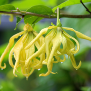 Ylang-Ylang